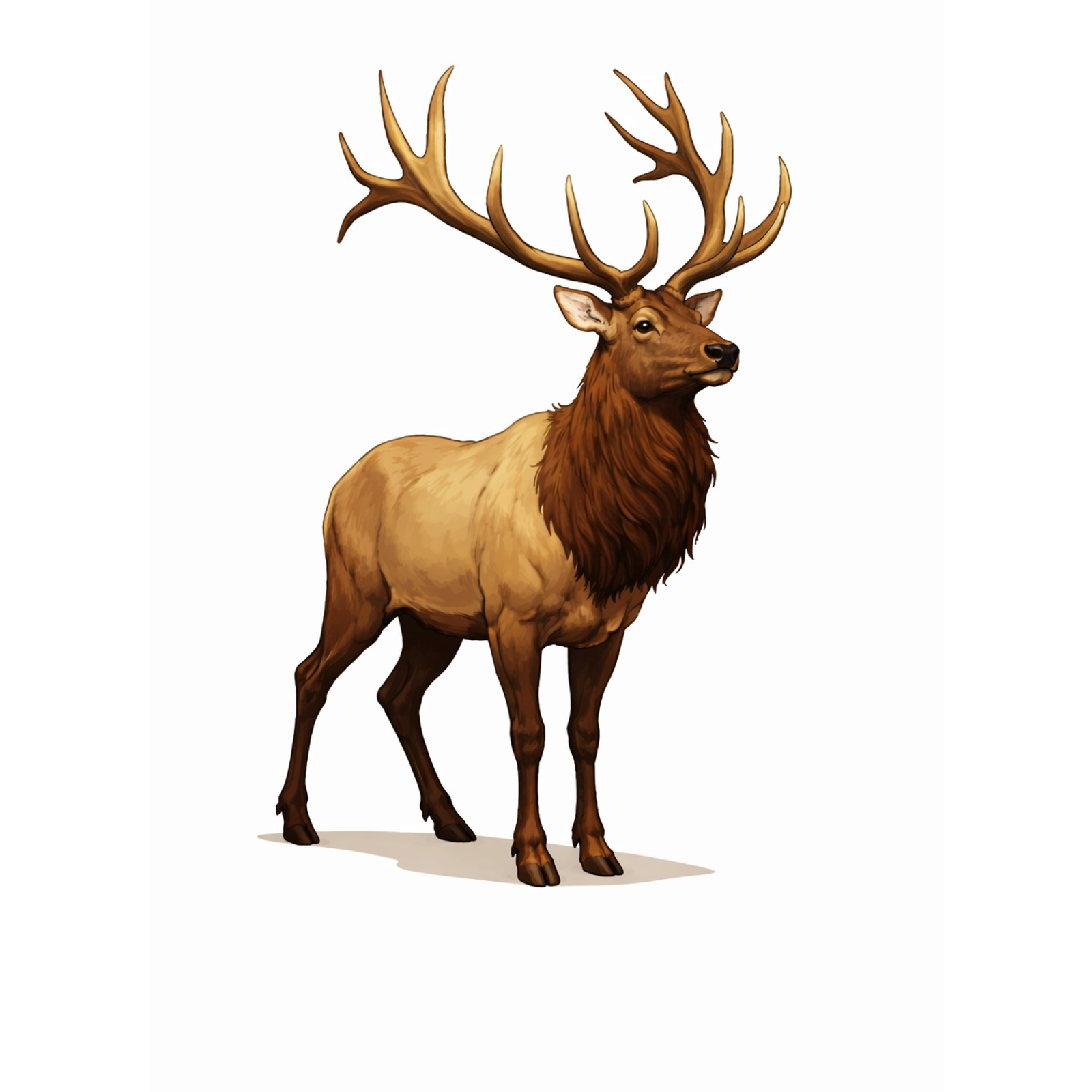 Elk